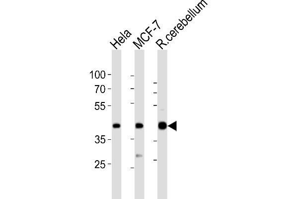 LAPTM4B 抗体  (AA 195-209)