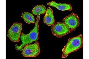 Immunofluorescence (IF) image for anti-14-3-3 alpha + beta (YWHAB) (AA 1-246) antibody (ABIN5542549)