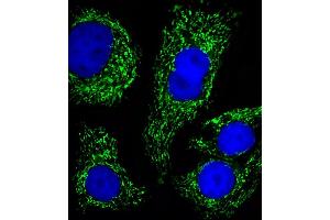 Immunofluorescence (IF) image for anti-ATP Synthase, H+ Transporting, Mitochondrial F1 Complex, beta Polypeptide (ATP5B) (AA 135-163) antibody (ABIN650786)