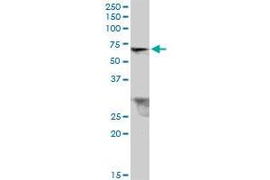 TRIM26 MaxPab polyclonal antibody. (TRIM26 抗体  (AA 1-539))