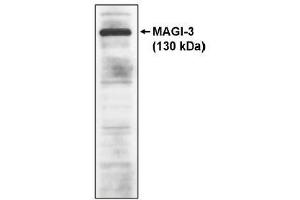 Image no. 1 for anti-Membrane Associated Guanylate Kinase, WW and PDZ Domain Containing 3 (MAGI3) antibody (ABIN264919) (MAGI3 抗体)