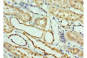 Immunohistochemistry of paraffin-embedded human kidney tissue using ABIN7146050 at dilution of 1:100 (CLEC11A 抗体  (AA 22-323))