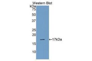 Western Blotting (WB) image for anti-Ribonuclease, RNase A Family, 1 (Pancreatic) (RNASE1) (AA 29-156) antibody (ABIN1078491)
