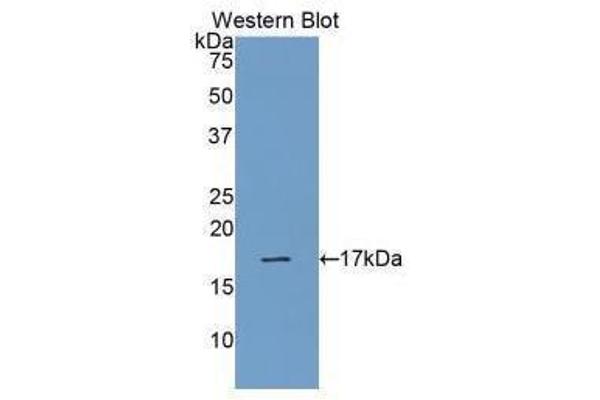 RNASE1 antibody  (AA 29-156)