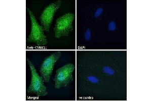 ABIN238540 Immunofluorescence analysis of paraformaldehyde fixed HeLa cells, permeabilized with 0.