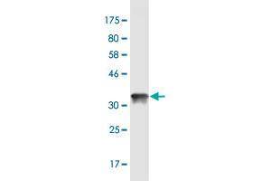 Western Blot detection against Immunogen (36. (CGB 抗体  (AA 70-165))