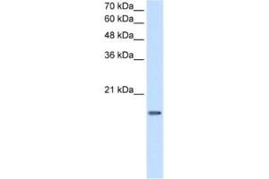 Western Blotting (WB) image for anti-Deoxyuridine Triphosphatase (DUT) antibody (ABIN2462918) (Deoxyuridine Triphosphatase (DUT) 抗体)