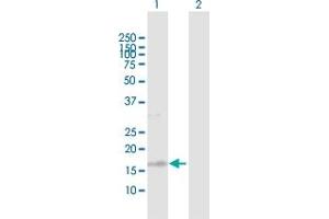 Western Blot analysis of TSC22D1 expression in transfected 293T cell line by TSC22D1 MaxPab polyclonal antibody. (TSC22D1 抗体  (AA 1-144))