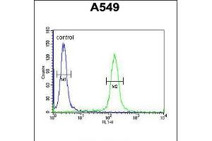 Flow cytometric analysis of A549 cells (right histogram) compared to a negative control cell (left histogram). (KLHL9 抗体  (AA 299-326))