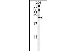 CCL21 Antibody (Center) (ABIN654093 and ABIN2843979) western blot analysis in 293 cell line lysates (35 μg/lane). (CCL21 抗体  (AA 23-52))