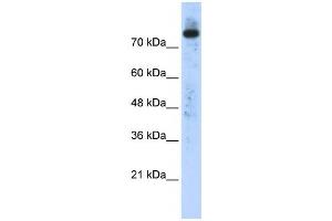 Western Blotting (WB) image for anti-Phospholipase D2 (PLD2) antibody (ABIN2458301) (Phospholipase D2 抗体)
