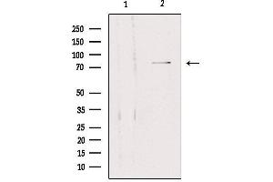 Western blot analysis of extracts from 293, using SLC5A3 Antibody. (SLC5A3 抗体)