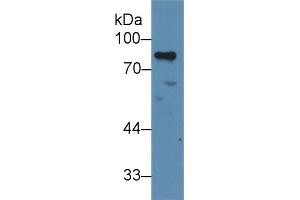 Western Blot; Sample: Human Jurkat cell lysate; Primary Ab: 2µg/ml Rabbit Anti-Human MYB Antibody Second Ab: 0. (MYB 抗体  (AA 305-558))