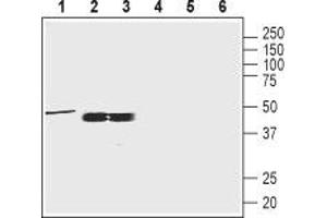 Western blot analysis of rat brain membrane (1:200), rat testis and mouse testis lysates (1:400): - 1-3. (Oxytocin Receptor 抗体  (C-Term, Intracellular))
