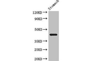 Western Blot Positive WB detected in: Mouse stomach tissue All lanes: SLC35A2 antibody at 3. (SLC35A2 抗体  (AA 136-234))