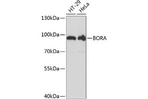 Western blot analysis of extracts of various cell lines, using BORA antibody (ABIN6131437, ABIN6137628, ABIN6137629 and ABIN6217984) at 1:3000 dilution. (BORA 抗体  (AA 320-619))