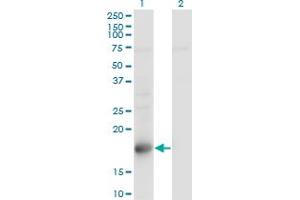 Western Blot analysis of TSC22D1 expression in transfected 293T cell line by TSC22D1 monoclonal antibody (M01), clone 1G7. (TSC22D1 抗体  (AA 1-144))