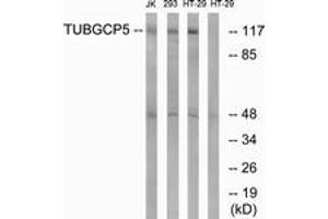 Western blot analysis of extracts from HT-29/Jurkat/293 cells, using TUBGCP5 Antibody. (TUBGCP5 抗体  (AA 741-790))