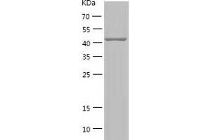 Cyclin B2 Protein (CCNB2) (AA 1-398) (His tag)