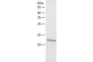 FABP-1 (AA 1-127) protein (His tag)