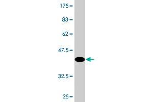 Western Blot detection against Immunogen (43.