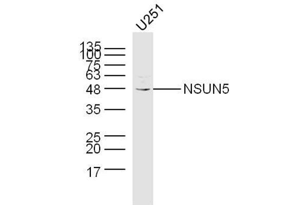 NSUN5 抗体  (AA 2-100)
