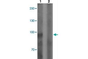Western blot analysis of SGSM3 in 293 cell lysate with SGSM3 polyclonal antibody  at 1 ug/mL in (1) the absence and (2) the presence of blocking peptide. (SGSM3 抗体  (N-Term))