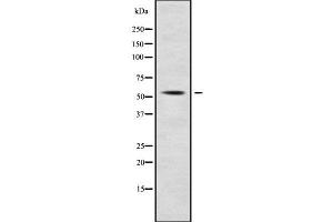 Western blot analysis SLC7A10 using RAW264. (SLC7A10 抗体  (Internal Region))