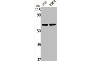 Western Blot analysis of NIH-3T3 K562 cells using CSRNP2 Polyclonal Antibody (CSRNP2 抗体  (Internal Region))
