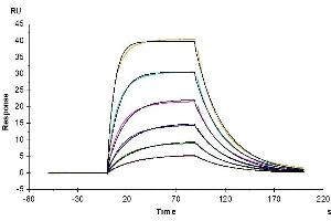 Surface Plasmon Resonance (SPR) image for Interleukin 2 Receptor, alpha (IL2RA) (AA 22-236) protein (His tag) (ABIN7274206)