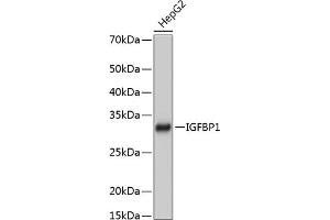 Western blot analysis of extracts of HepG2 cells, using IGFBP1 Rabbit mAb (ABIN7267906) at 1:1000 dilution. (IGFBPI 抗体)