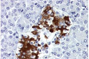 Human Pancreas (formalin-fixed, paraffin-embedded) stained with INS antibody ABIN337134 at 10 ug/ml followed by biotinylated anti-mouse IgG secondary antibody ABIN481714, alkaline phosphatase-streptavidin and chromogen.
