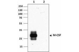 Western Blotting (WB) image for anti-Colony Stimulating Factor 1 (Macrophage) (CSF1) antibody (ABIN2665252) (M-CSF/CSF1 抗体)