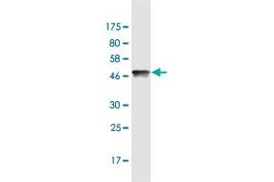 Western Blot detection against Immunogen (47. (HMGB2 抗体  (AA 1-195))