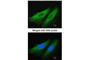 ICC/IF Image Immunofluorescence analysis of paraformaldehyde-fixed HeLa, using HL, antibody at 1:200 dilution. (HMGCL 抗体  (full length))
