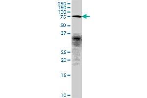 FLJ10996 MaxPab polyclonal antibody. (CCDC93 抗体  (AA 1-631))