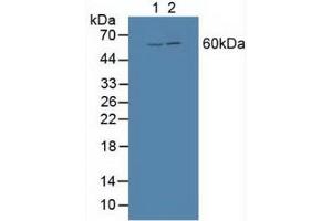 Figure. (BMP3 抗体  (AA 312-467))