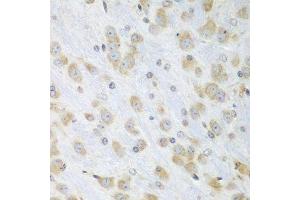 Immunohistochemistry of paraffin-embedded mouse brain using PDIA3 antibody. (PDIA3 抗体  (AA 206-505))