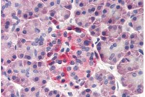 Human Pancreas (formalin-fixed, paraffin-embedded) stained with DERL3 antibody ABIN298639 at 20 ug/ml followed by biotinylated goat anti-rabbit IgG secondary antibody ABIN481713, alkaline phosphatase-streptavidin and chromogen. (Derlin-3 抗体  (N-Term))