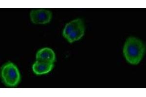 Immunofluorescent analysis of HepG2 cells using ABIN7169570 at dilution of 1:100 and Alexa Fluor 488-congugated AffiniPure Goat Anti-Rabbit IgG(H+L) (NEU1 抗体  (AA 201-415))