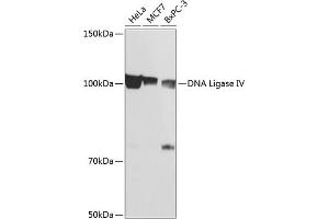 Western blot analysis of extracts of various cell lines, using DNA Ligase IV Rabbit mAb (ABIN7268253) at 1:1000 dilution. (LIG4 抗体)
