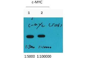 Western Blot (WB) analysis of Recombinant protein, diluted at at 1) 1:5000, 2) 1:10000. (Myc Tag 抗体)