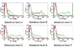 BOSC23 cells were transiently transfected with expression vectors containing the cDNA of the light chain of botulinum toxin A-F.