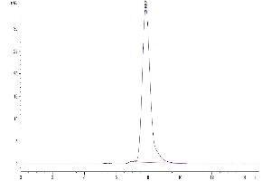 The purity of Human IL-13 is greater than 95 % as determined by SEC-HPLC. (IL-13 Protein (AA 21-132) (Fc Tag))