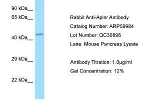 Western Blotting (WB) image for anti-Apelin Receptor (APLNR) (C-Term) antibody (ABIN2788291) (Apelin Receptor 抗体  (C-Term))