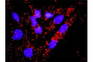 Proximity Ligation Analysis of protein-protein interactions between CDC45L and CDKN1A. (CDC45 抗体  (AA 1-566))