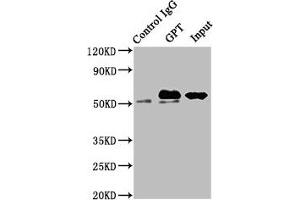 Western Blotting (WB) image for anti-Alanine Aminotransferase (ALT) (AA 2-496) antibody (ABIN7143616)