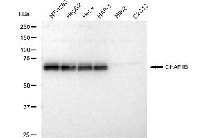 Western blotting analysis using CHAF1B antibody (ABIN7798060). (Recombinant CHAF1B 抗体)
