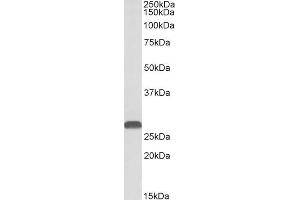 ABIN1590003 (1 µg/mL) staining of Mouse Kidney lysate (35 µg protein in RIPA buffer). (HOXA5 抗体  (AA 83-92))