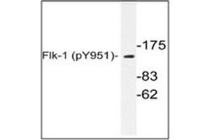 Image no. 1 for anti-VEGF Receptor 2 (VEGFR2) (pTyr951) antibody (ABIN318153) (VEGFR2/CD309 抗体  (pTyr951))